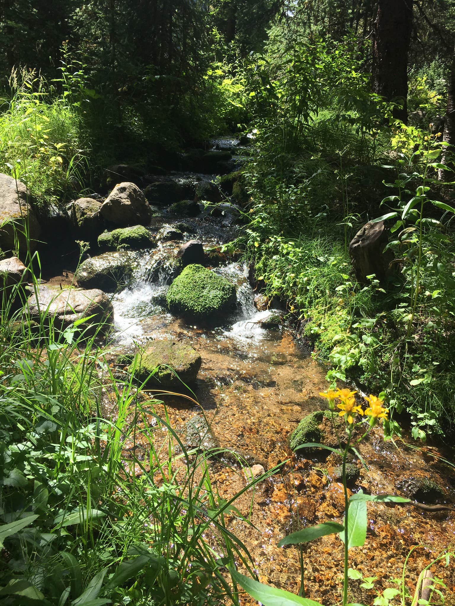 Camper submitted image from Idlewild Campground - 5