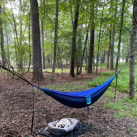 plenty of trees to choose from when setting up a hammock