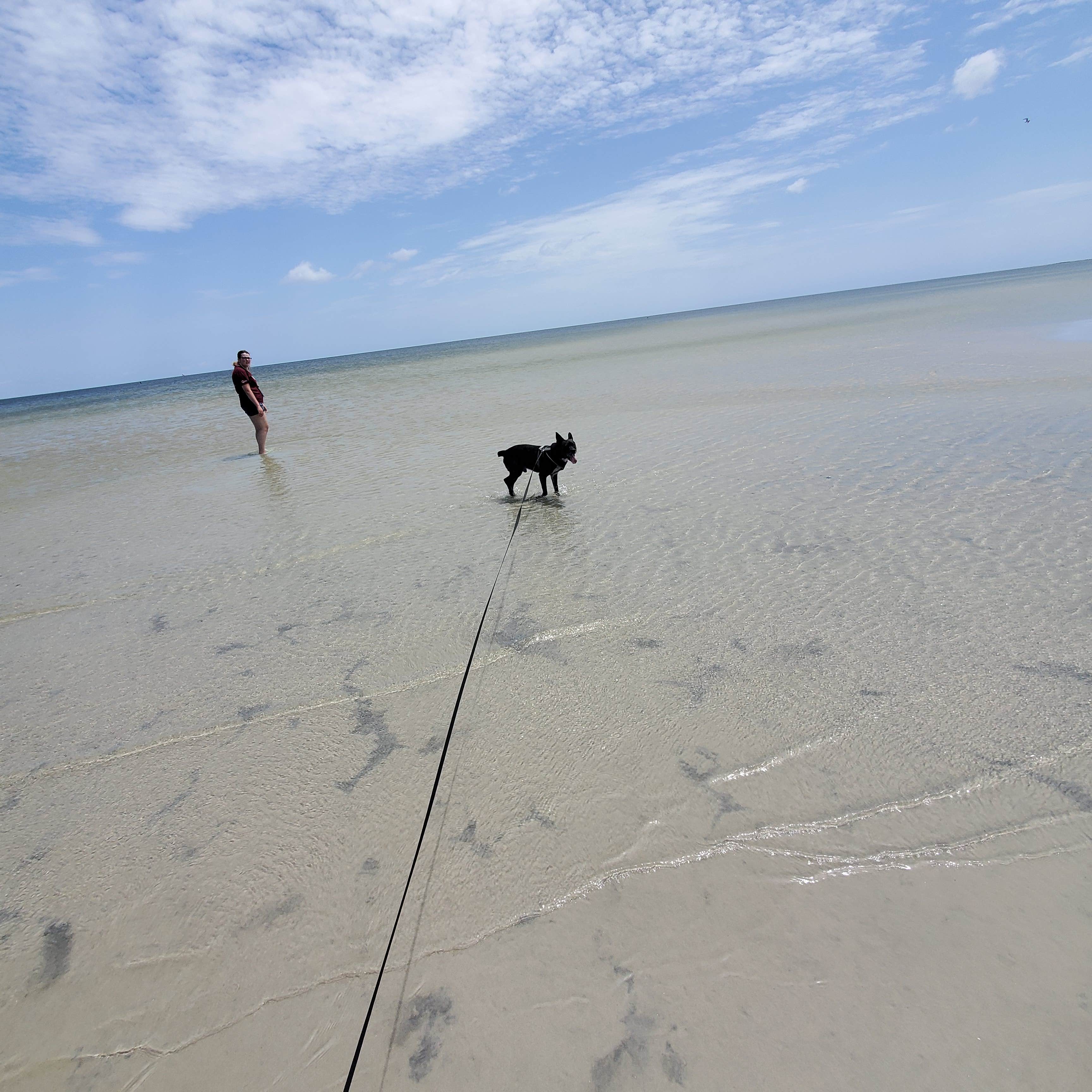 Tessa B.'s photo of camping with pets at Cedar Island Ranch near Gloucester, NC