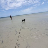our pup on the beach