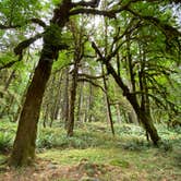 Review photo of Graves Creek Campground — Olympic National Park by Ann P., August 11, 2021