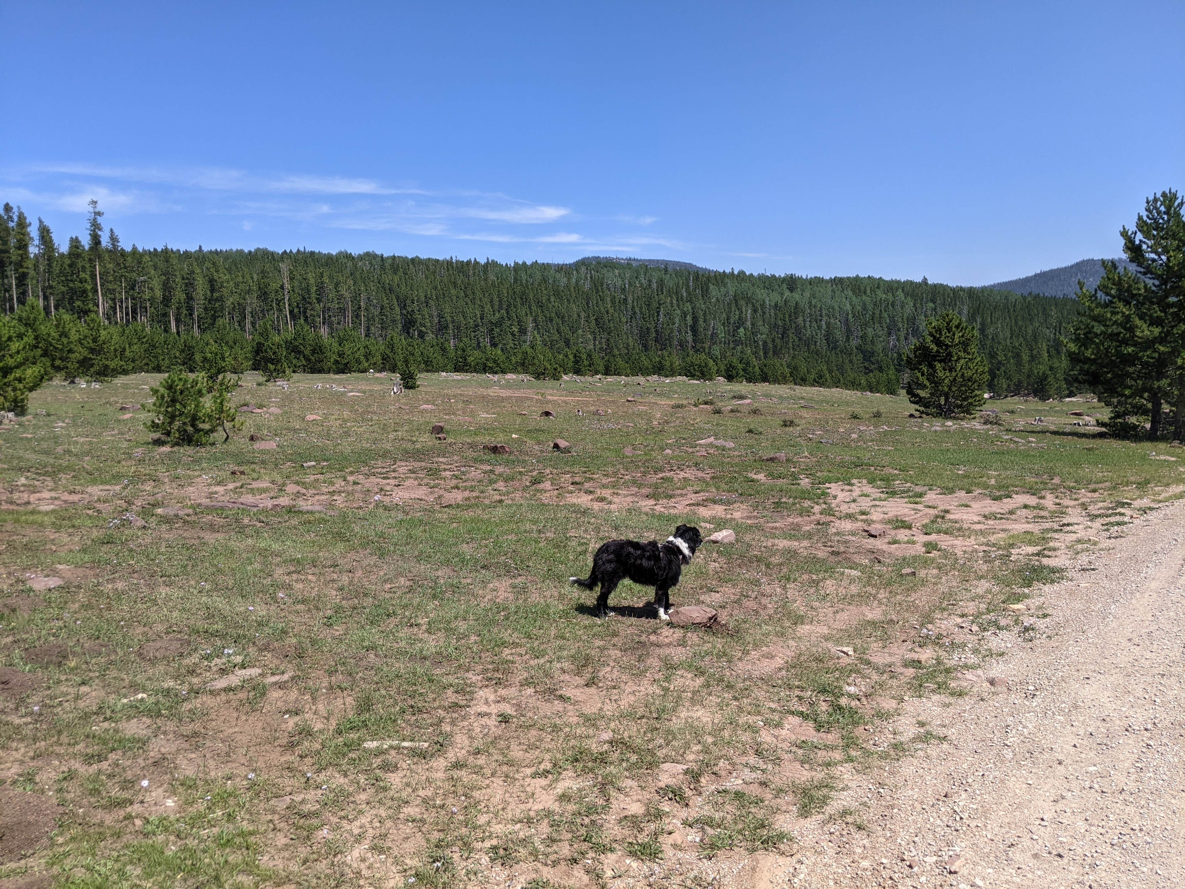 Greg L.'s photo of camping with pets at Dyer Park FS Rd #547 Dispersed Camping Area near Dutch John, UT