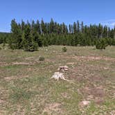 Review photo of Dyer Park FS Rd #547 Dispersed Camping Area by Greg L., August 11, 2021