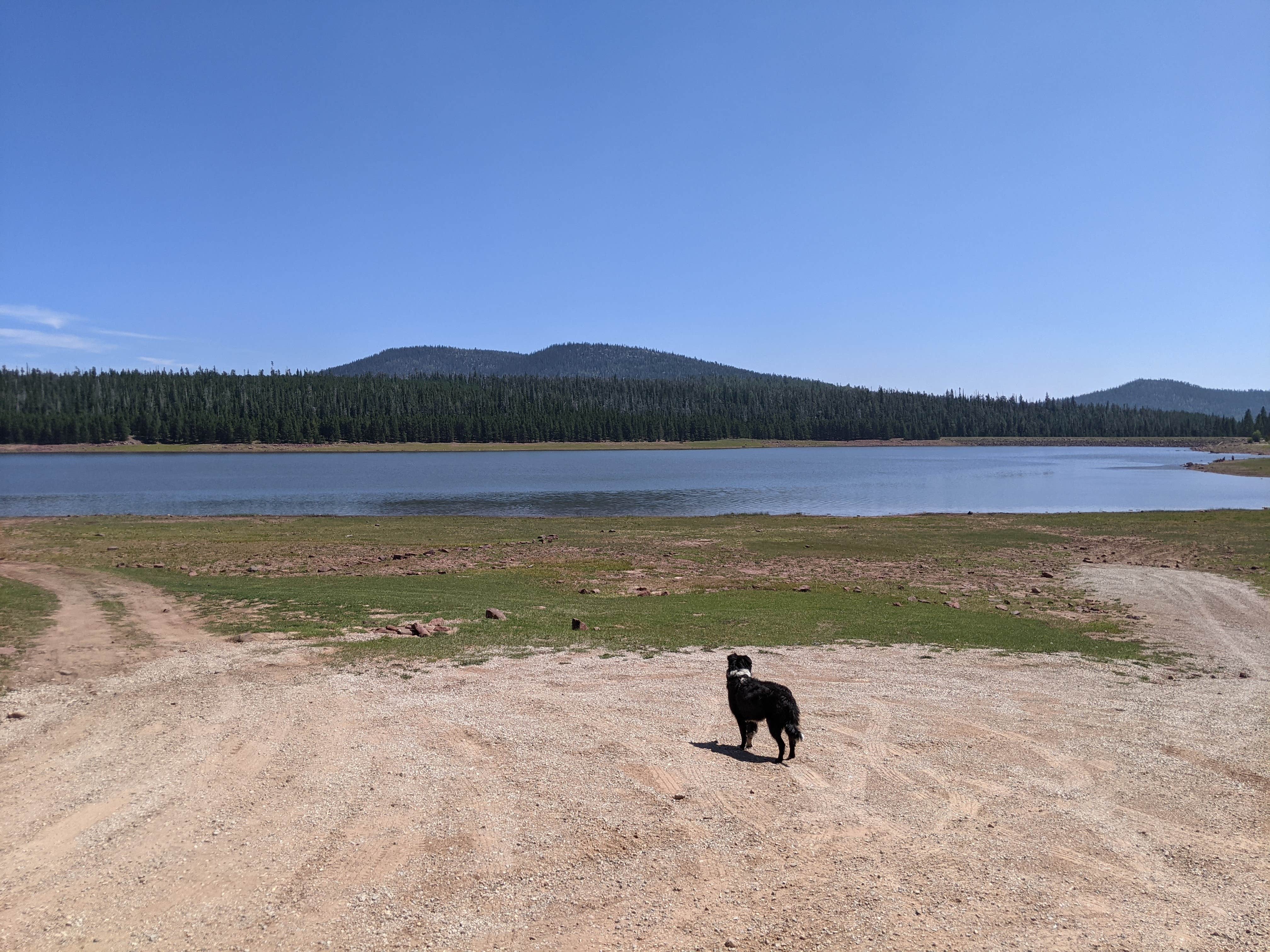 Greg L.'s photo of camping with pets at East Park Campground - Ashley National Forest near Ashley National Forest