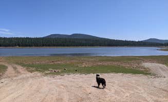 Greg L.'s photo of camping with pets at East Park Campground - Ashley National Forest near Vernal, UT