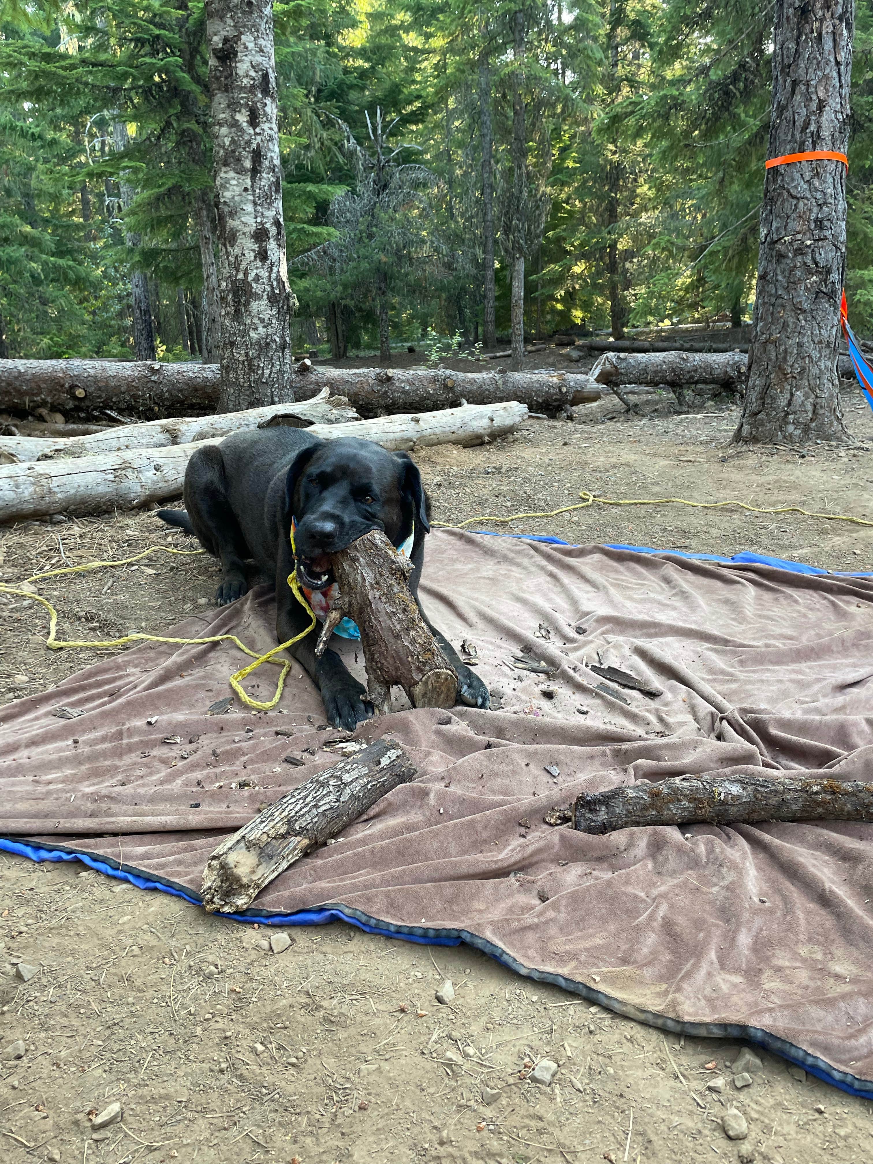 Amanda  W.'s photo of camping with pets at Pine Point Campground near Mt. Hood National Forest