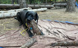 Amanda W.'s photo of camping with pets at Pine Point Campground near Mt. Hood National Forest