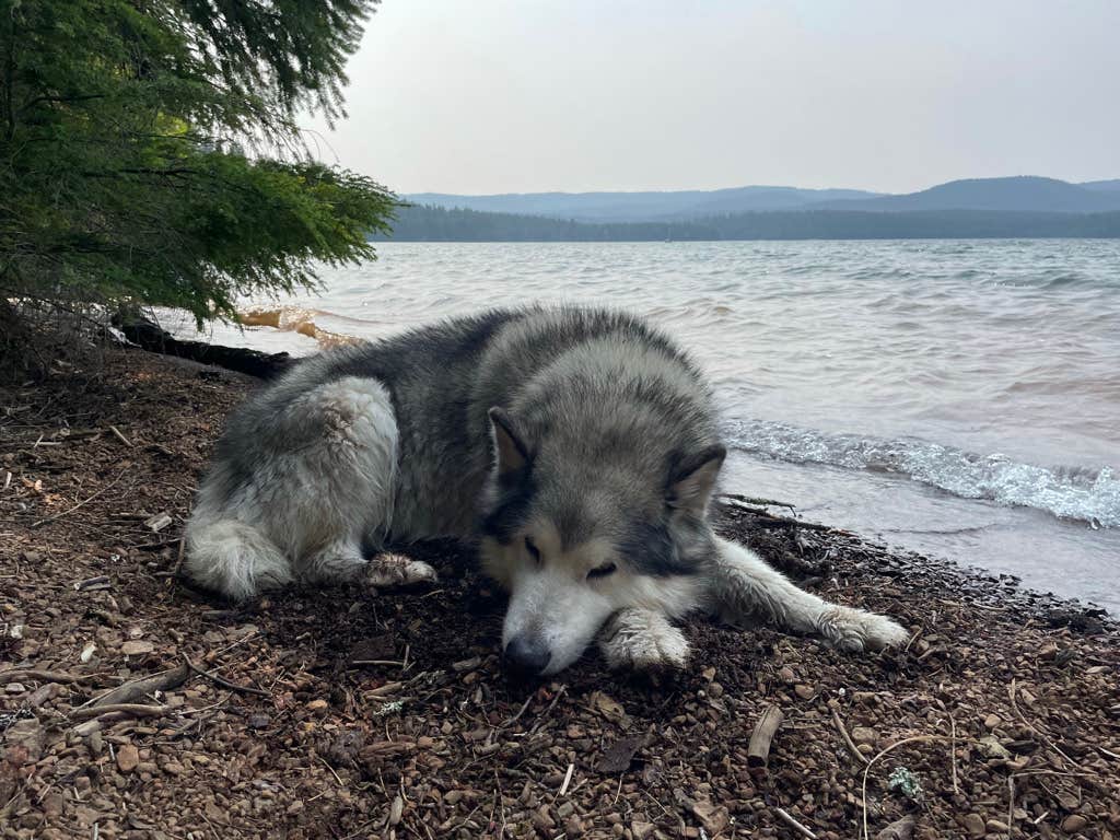 Kathy B.'s photo of camping with pets at Gone Creek near Mt. Hood National Forest