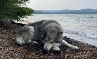 Kathy B.'s photo of camping with pets at Gone Creek near Mt. Hood National Forest