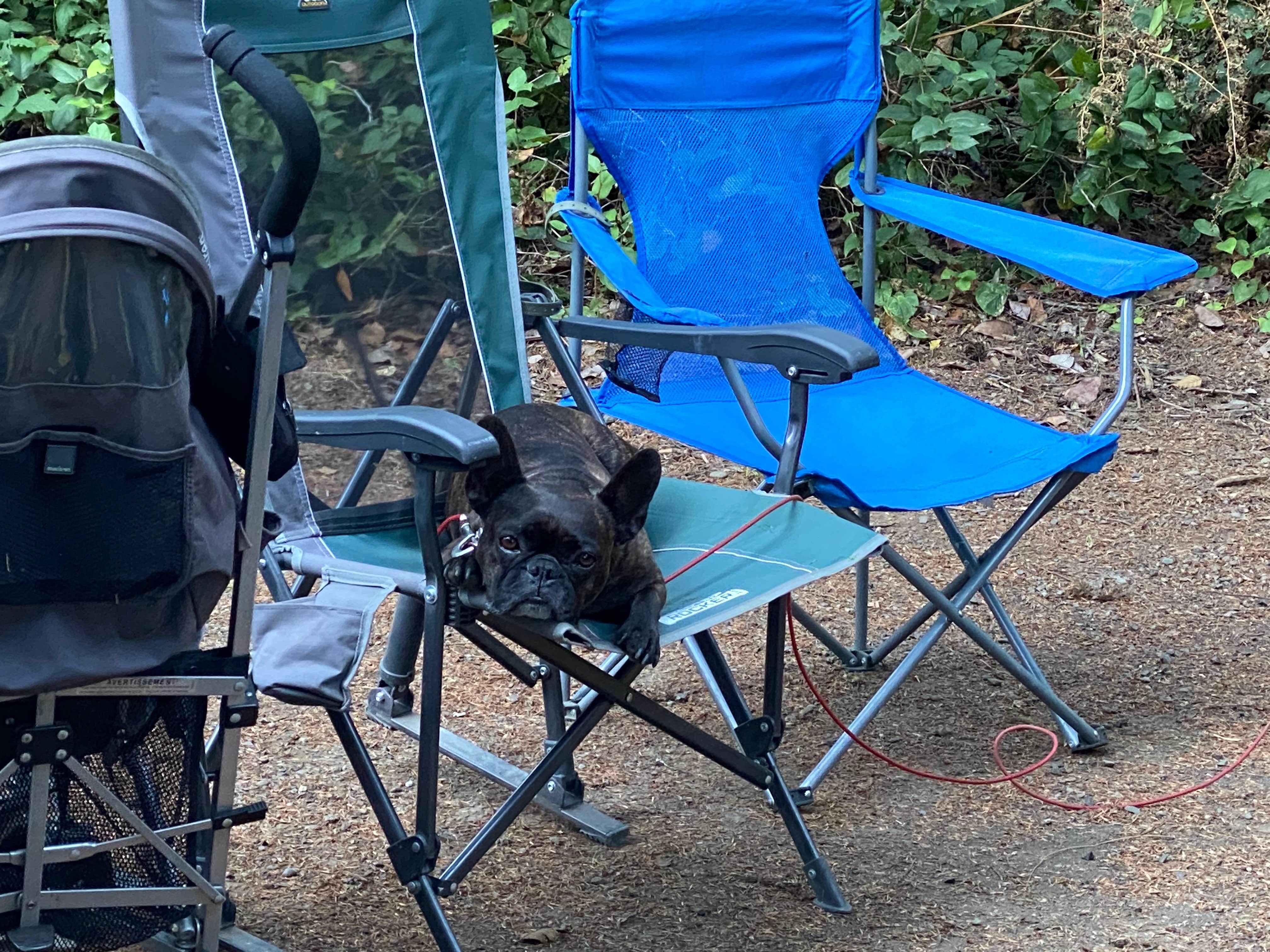 Elaine L.'s photo of camping with pets at Lake Sylvia State Park Campground near Copalis Crossing, WA
