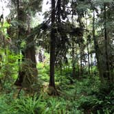 Review photo of Hoh Rain Forest - Olympic National Park by Emily C., June 18, 2018