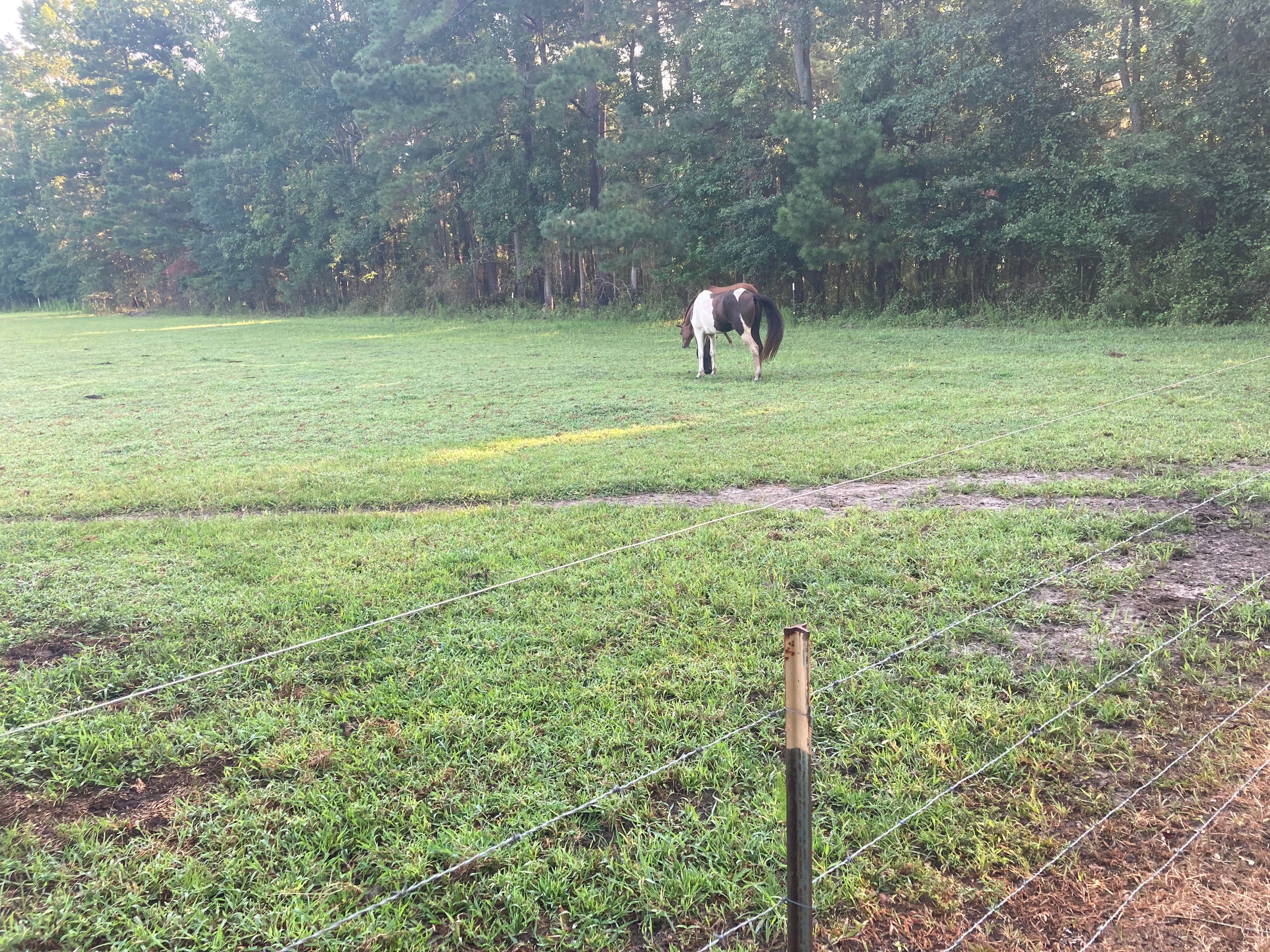 Taylor T.'s photo of camping with a horse at Double L Farms Campground near Raeford, NC