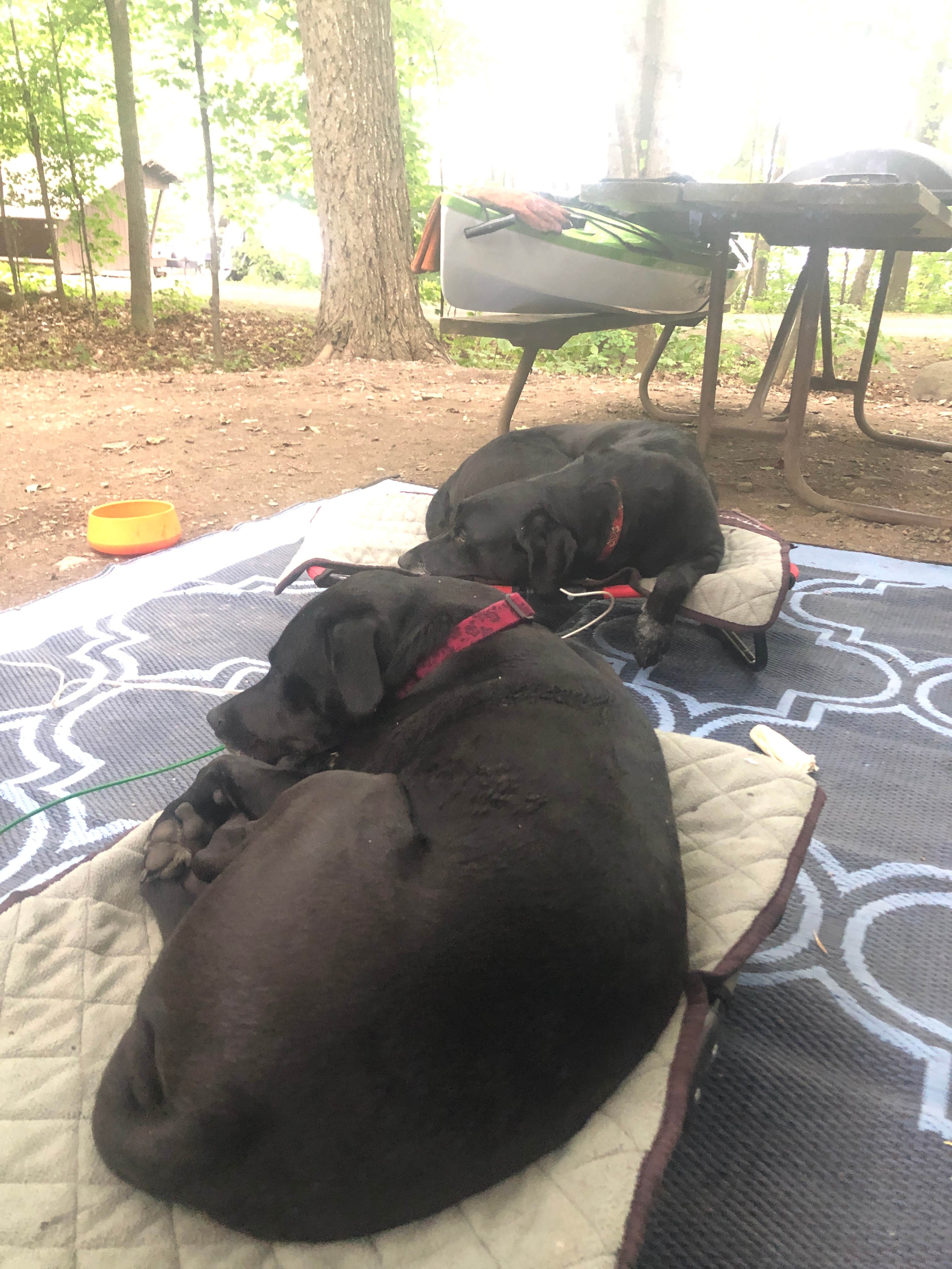 Rebecca D.'s photo of camping with pets at Grand Isle State Park Campground in Vermont