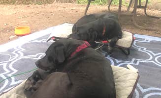 Rebecca D.'s photo of camping with pets at Grand Isle State Park Campground in Vermont