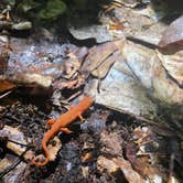 Review photo of Half Moon Pond State Park Campground by Rebecca D., August 12, 2021