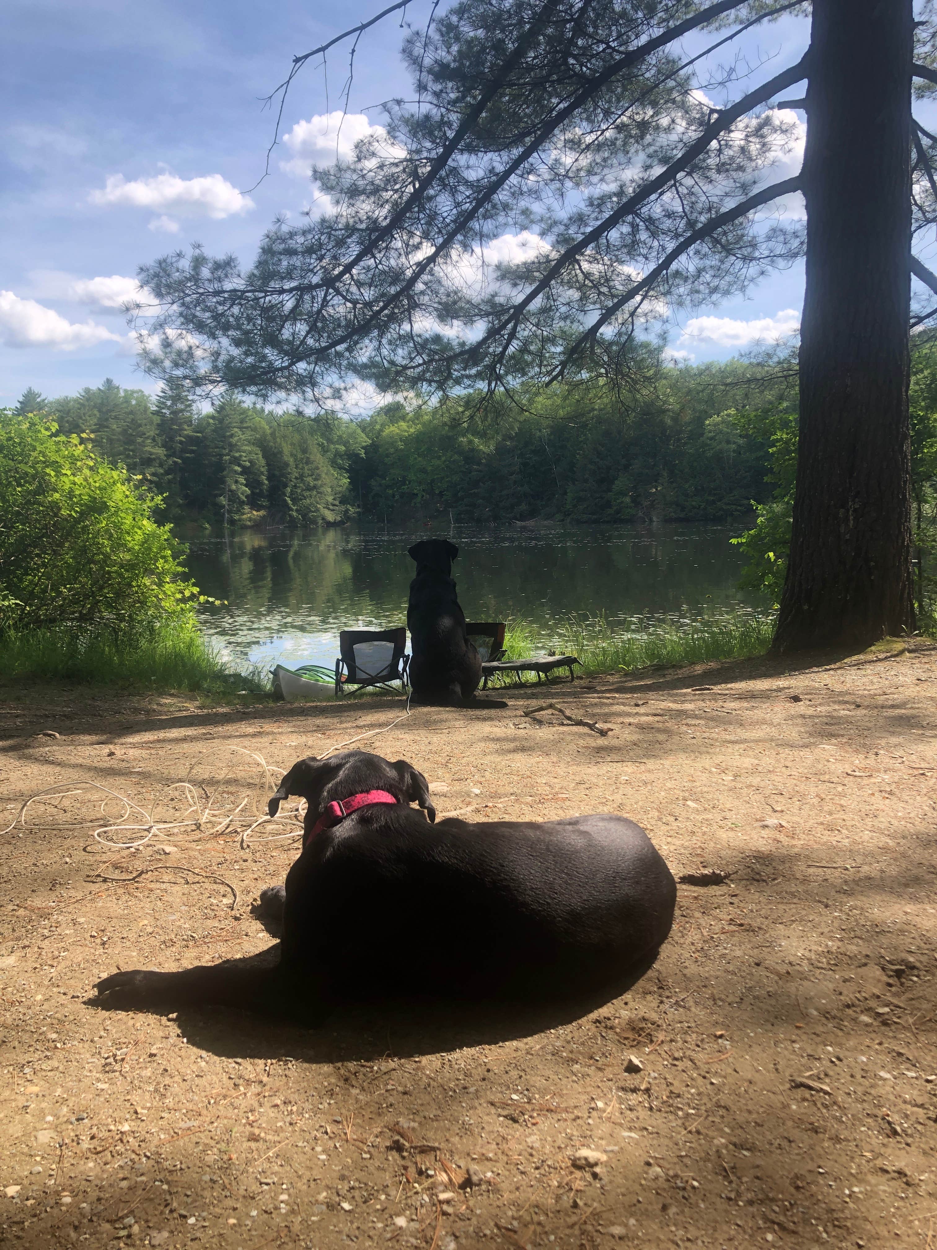 Rebecca D.'s photo of camping with pets at Half Moon Pond State Park Campground near Crown Point, NY