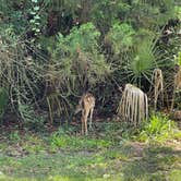 Review photo of Hunting Island State Park Campground by Jonah J., August 12, 2021