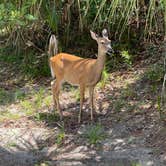 Review photo of Hunting Island State Park Campground by Jonah J., August 12, 2021