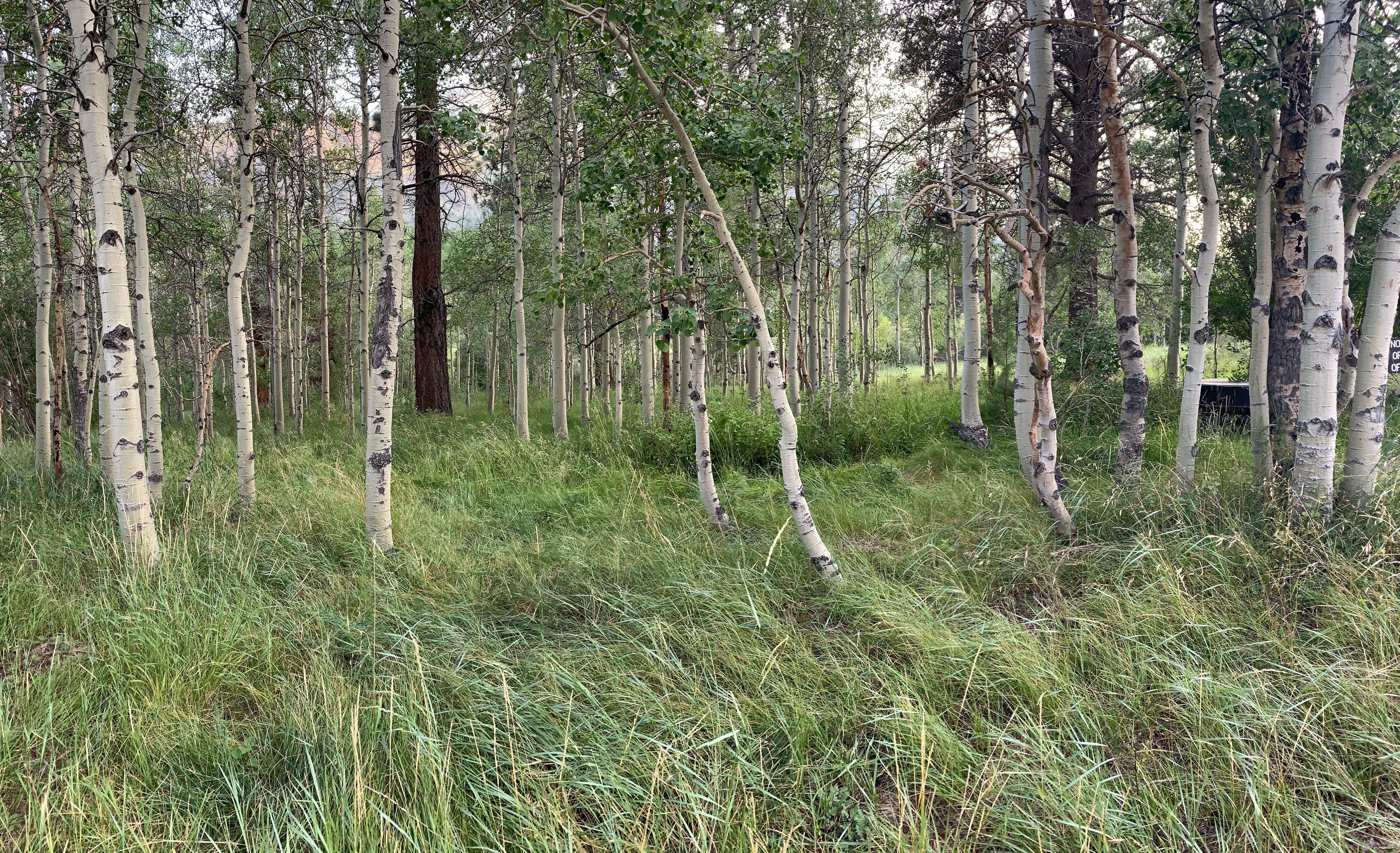 Camper-submitted photo at Lundy Canyon Campground near Bridgeport, CA