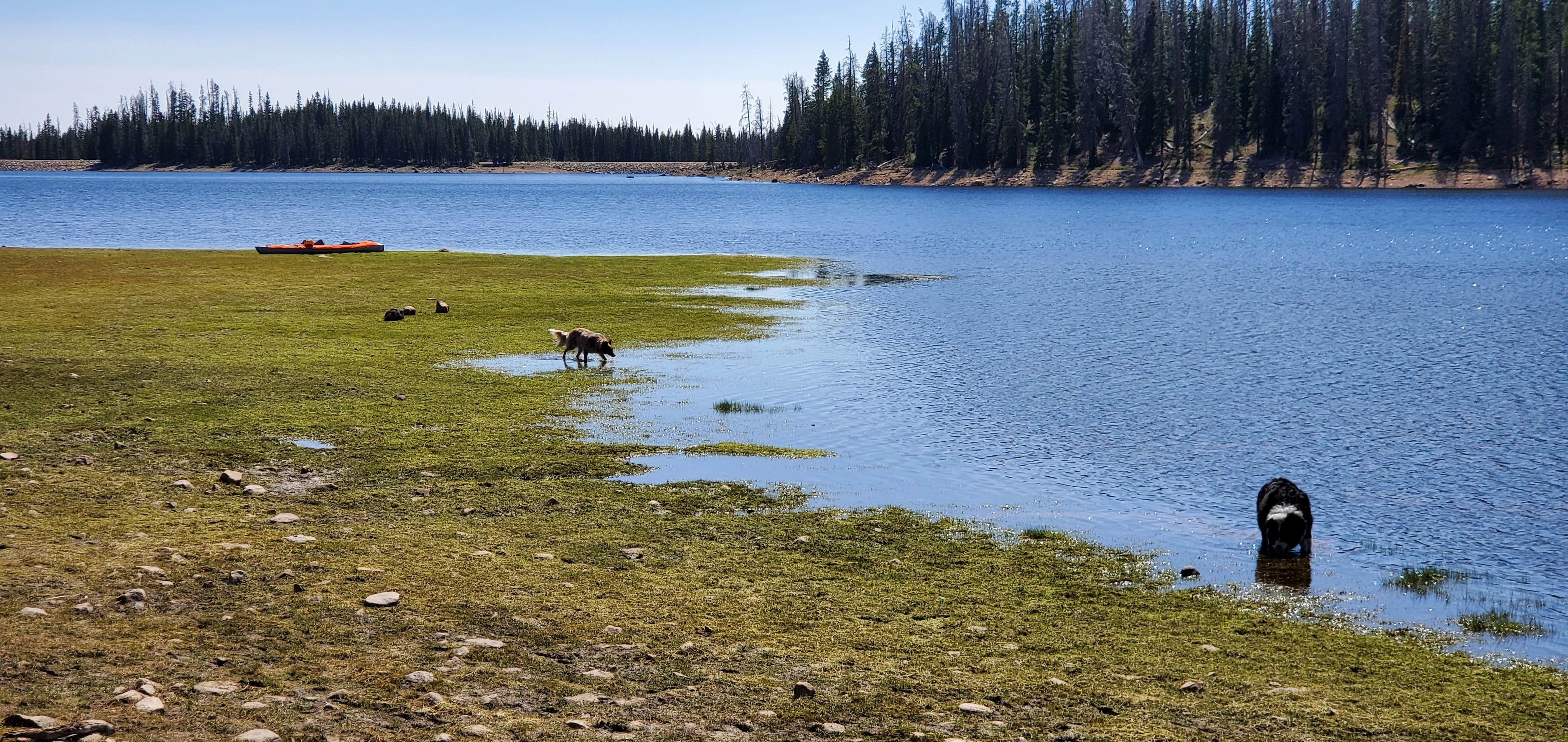 Steven M.'s photo of camping with pets at Lost Creek Campground near Altamont, UT