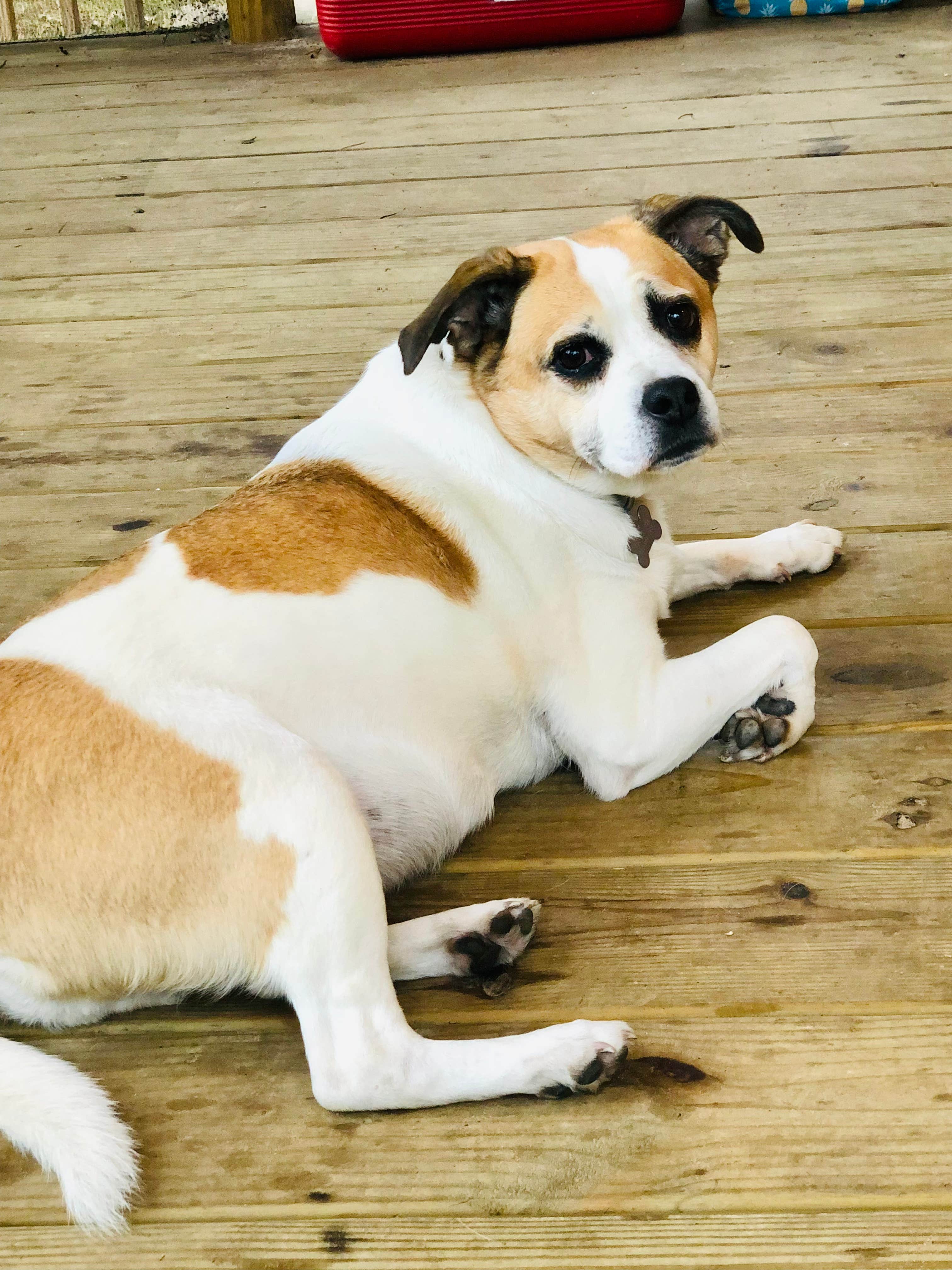 Heather H.'s photo of camping with pets at Bonanza Campground near Baraboo, WI