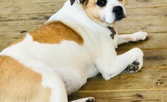Heather H.'s photo of camping with pets at Bonanza Campground near Westfield, WI