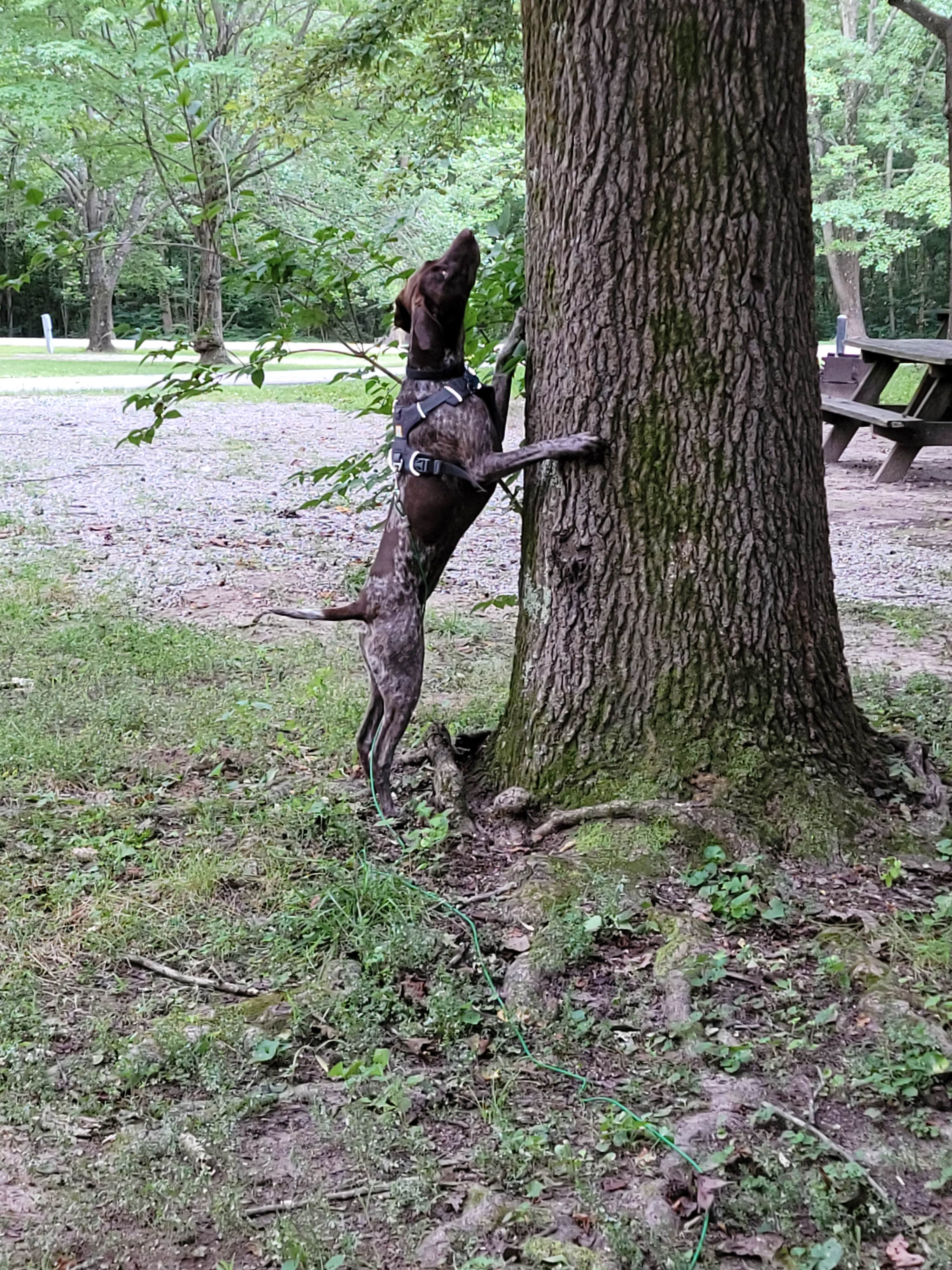 Jan S.'s photo of camping with pets at Harmonie State Park Campground near Henderson, KY