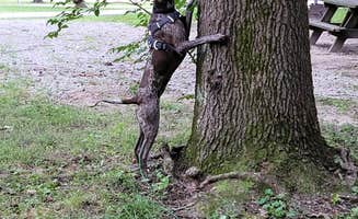 Jan S.'s photo of camping with pets at Harmonie State Park Campground near Henderson, KY