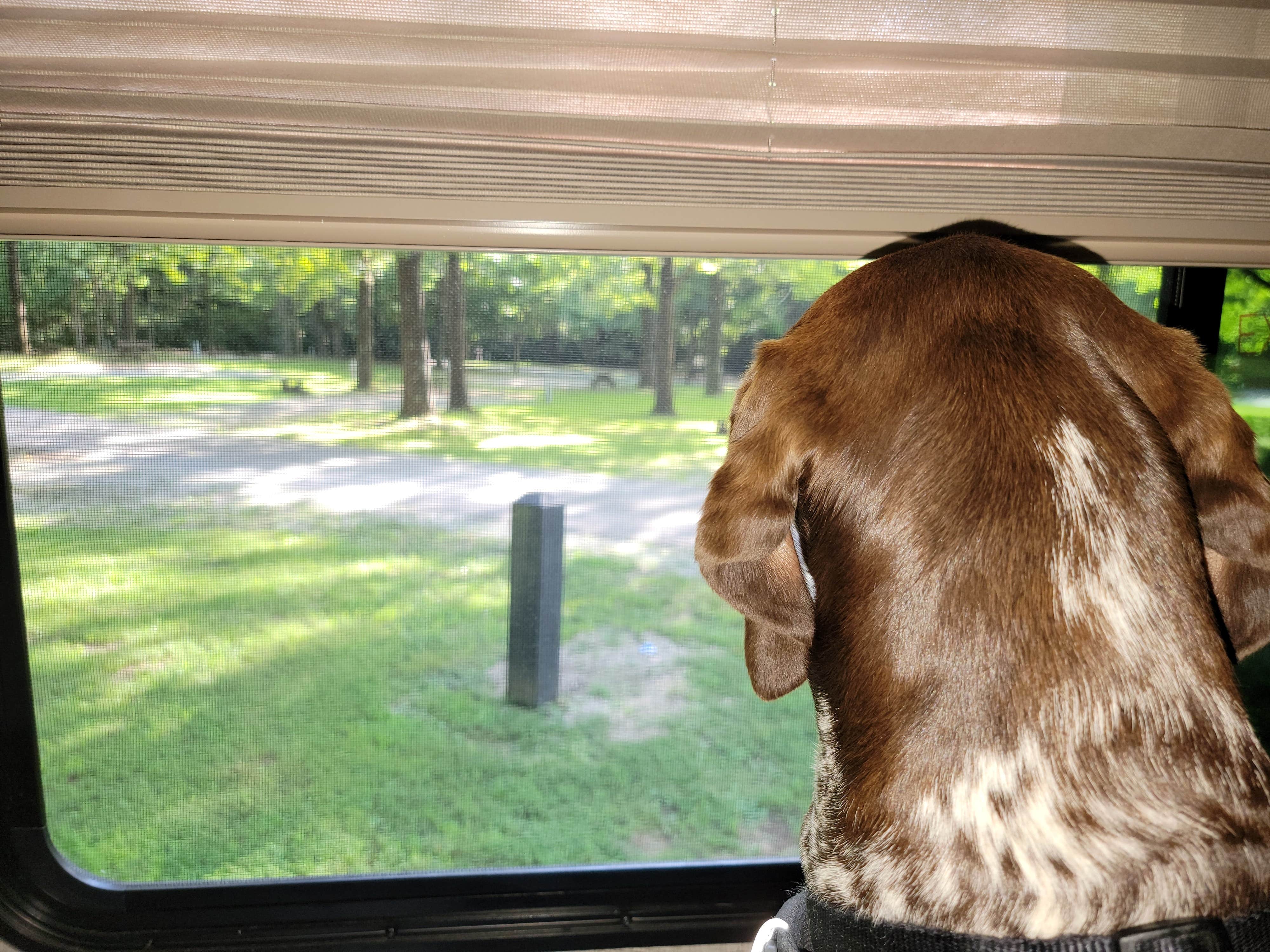 Jan S.'s photo of camping with pets at Harmonie State Park Campground in Indiana