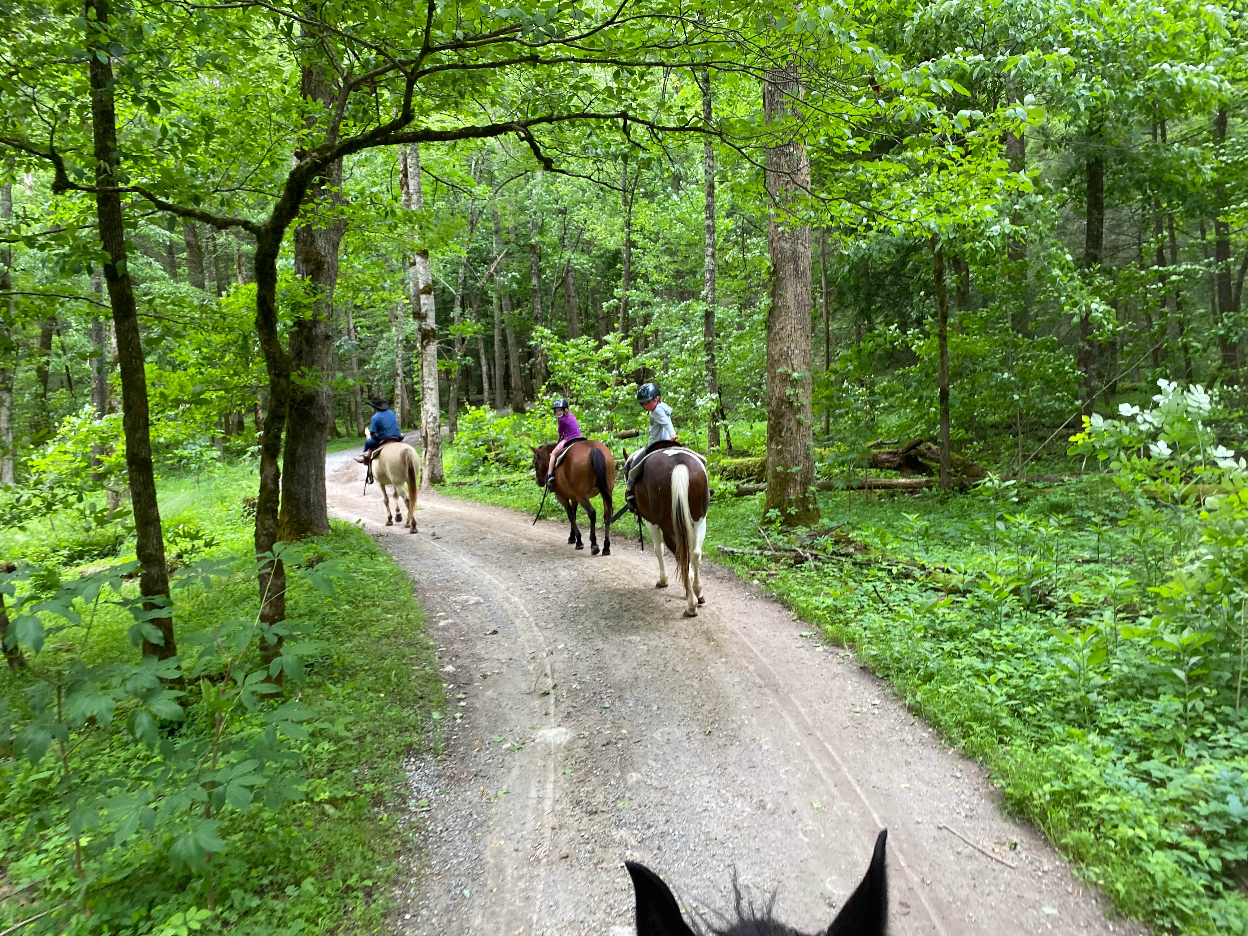 Katie B.'s photo of camping with a horse at Cades Cove Campground in Tennessee