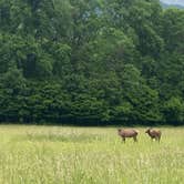 Review photo of Smokemont Campground — Great Smoky Mountains National Park by Katie B., August 13, 2021