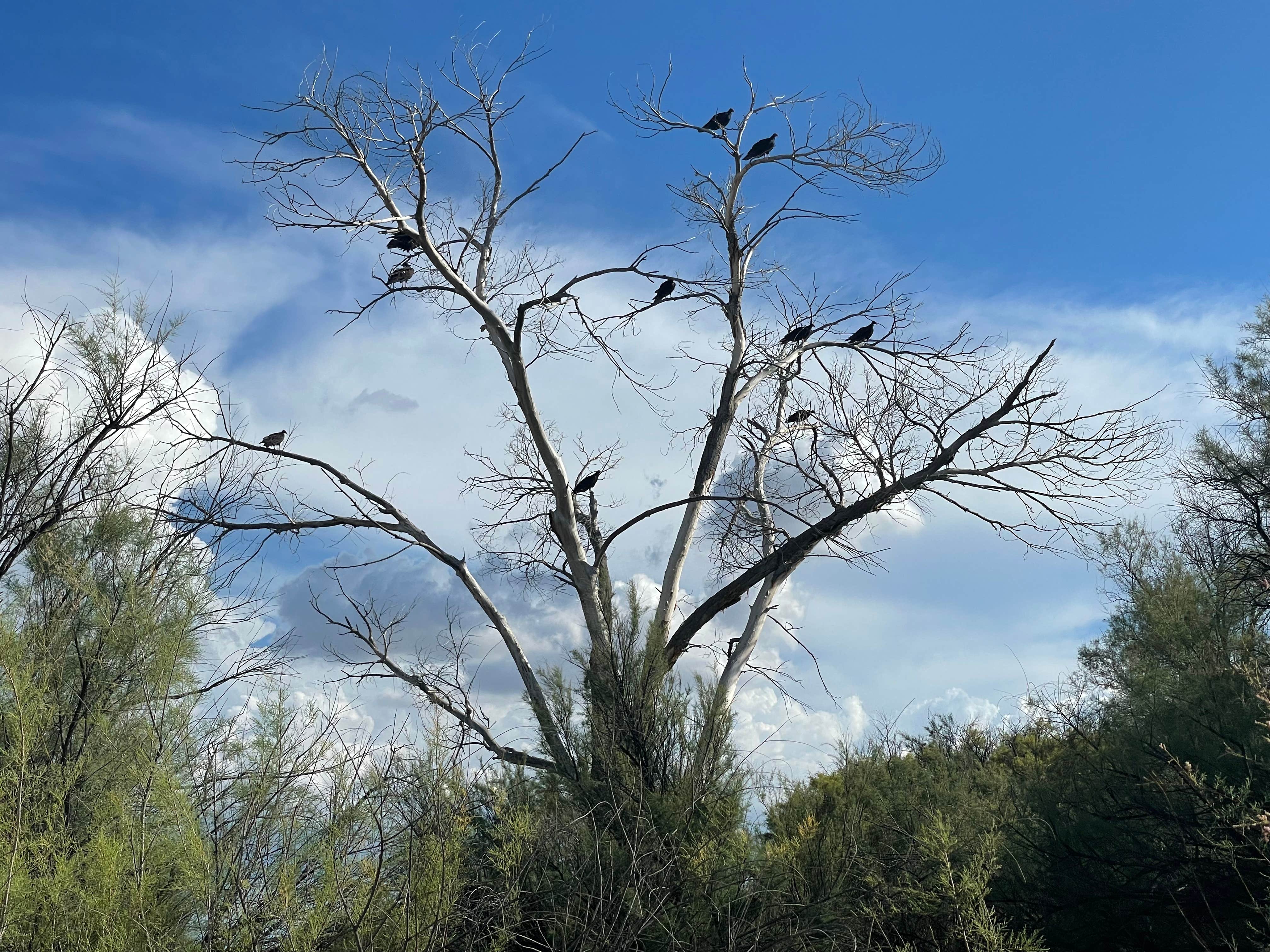 West Turkey Creek Dispersed