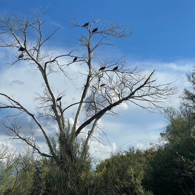 Wilcox Playa Viewing Area Dispersed Camping Willcox, AZ