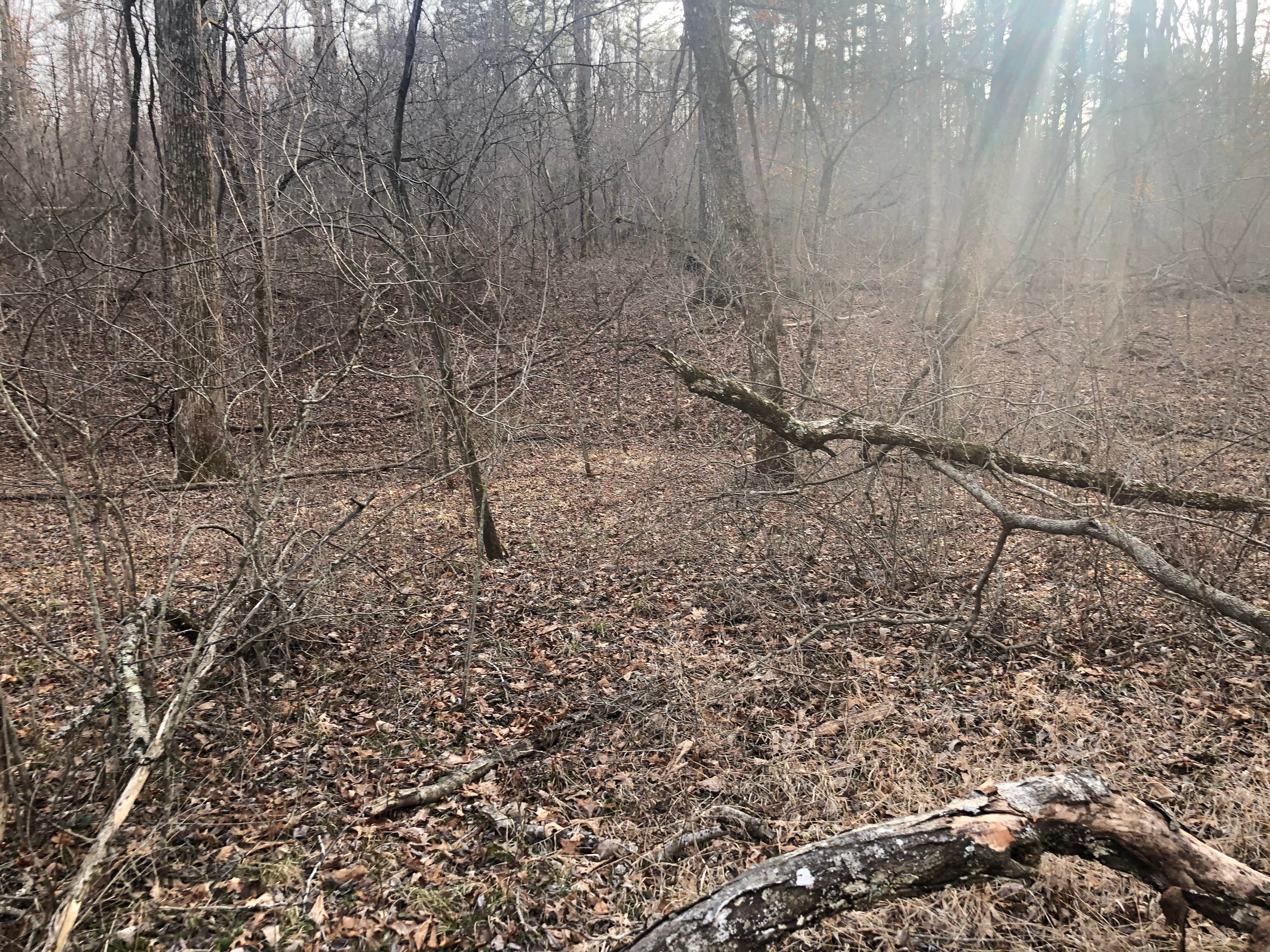 Camper-submitted photo at Sunklands Conservation Area near Hartshorn, MO