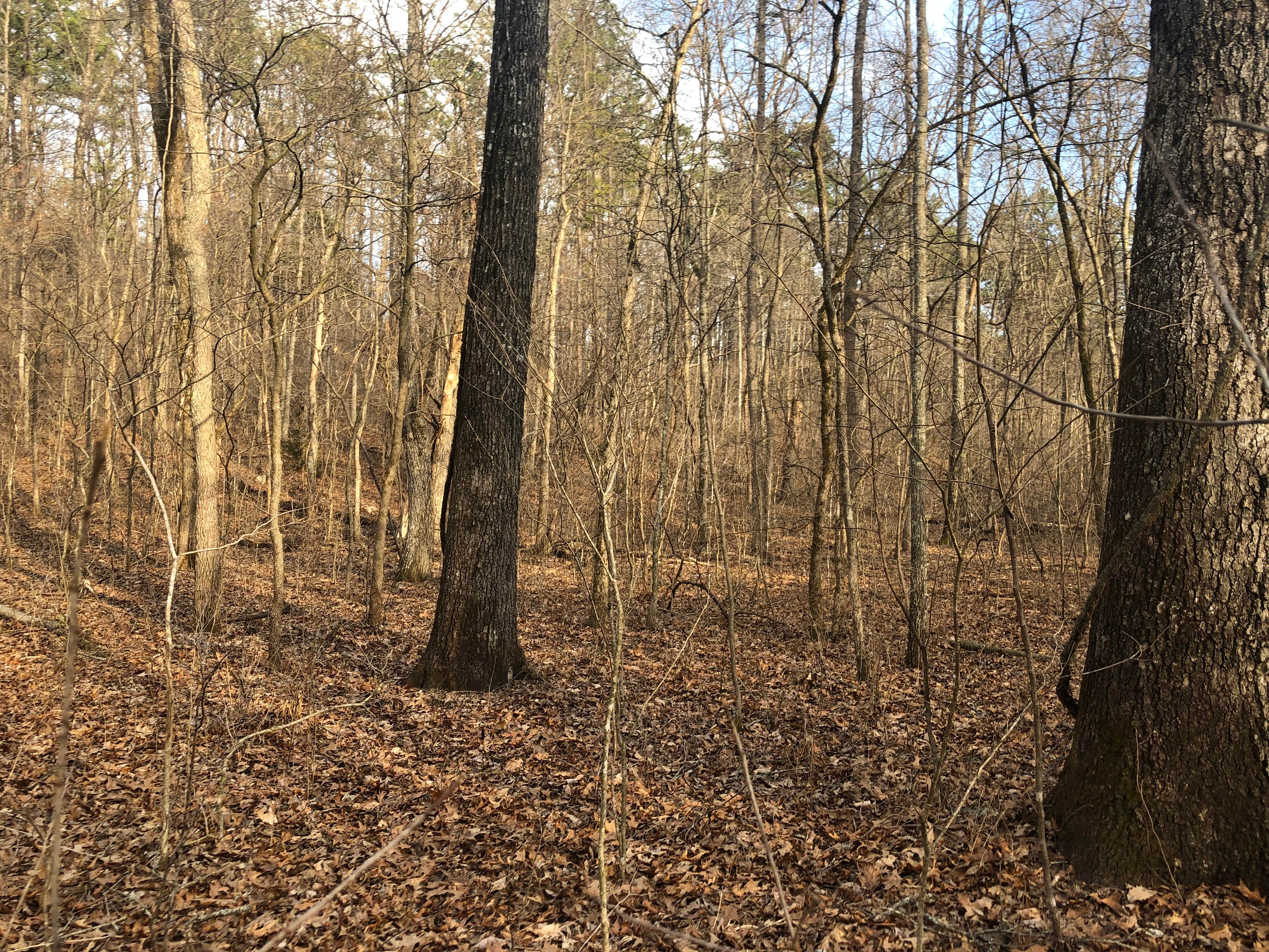 Camper-submitted photo at Sunklands Conservation Area near Hartshorn, MO