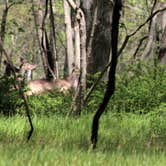 Review photo of Namanock Island — Delaware Water Gap National Recreation Area by John B., August 13, 2021