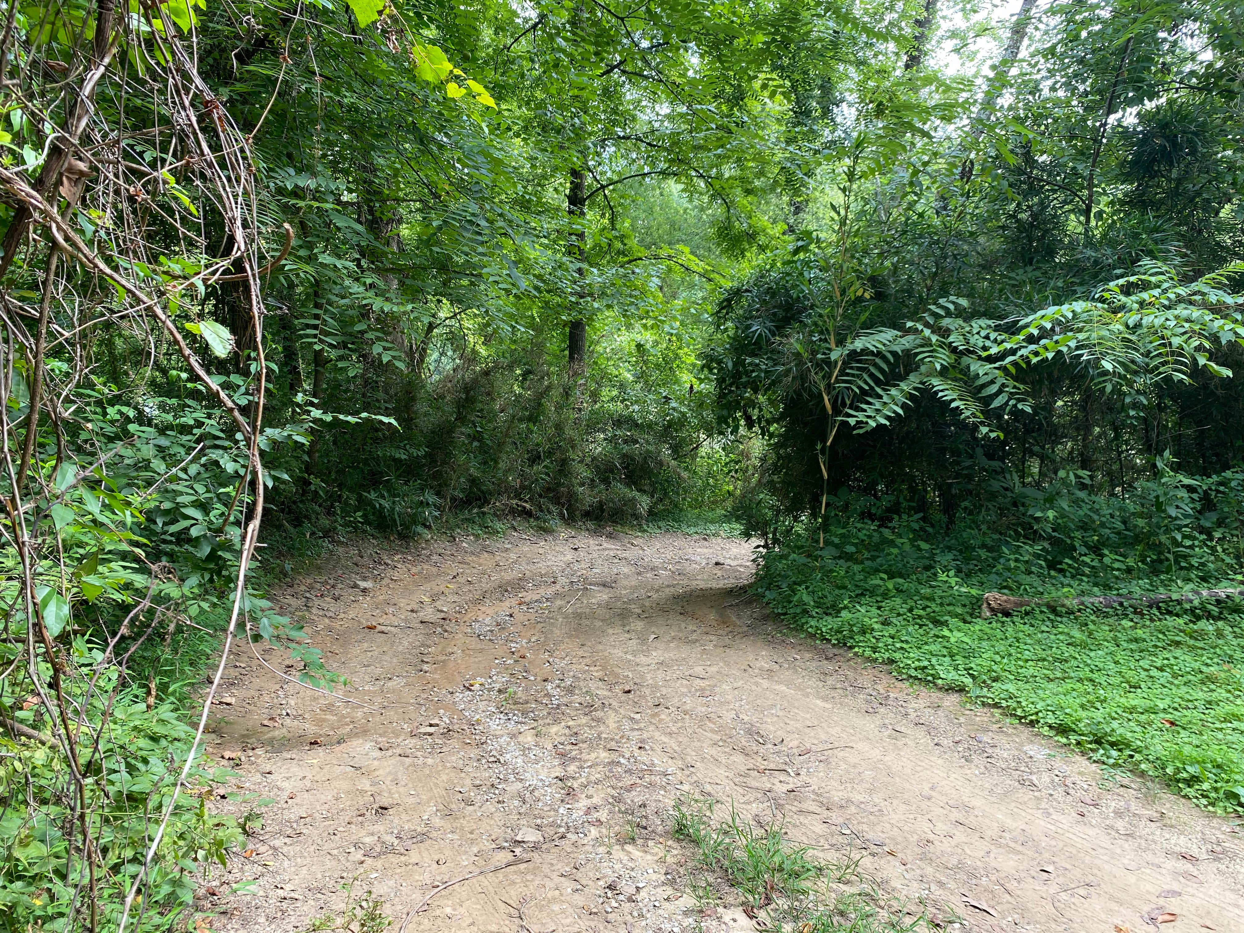 Camper-submitted photo at Clayton Geneva Memorial Campground near Stearns, KY
