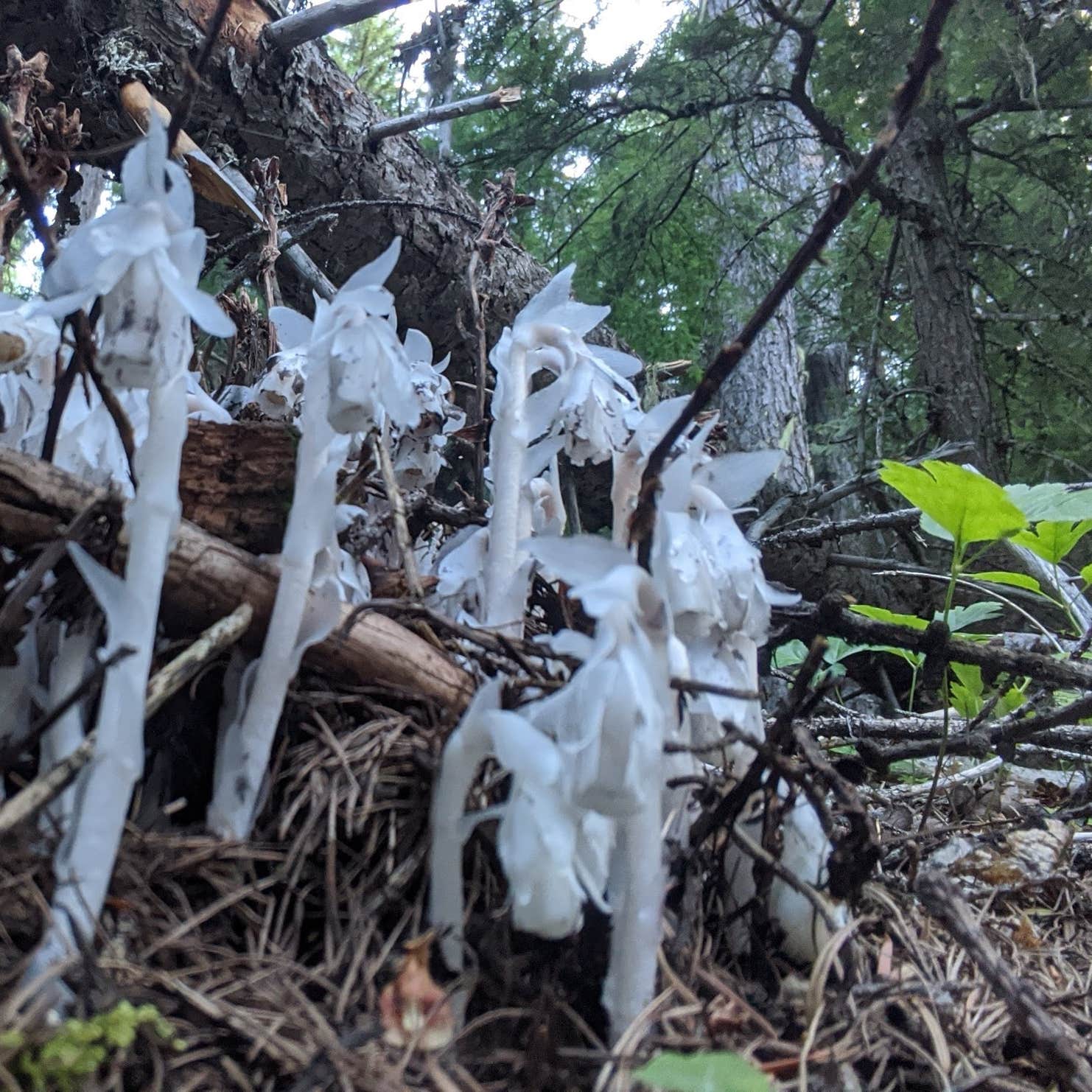Howard Lake Campground Camping The Dyrt