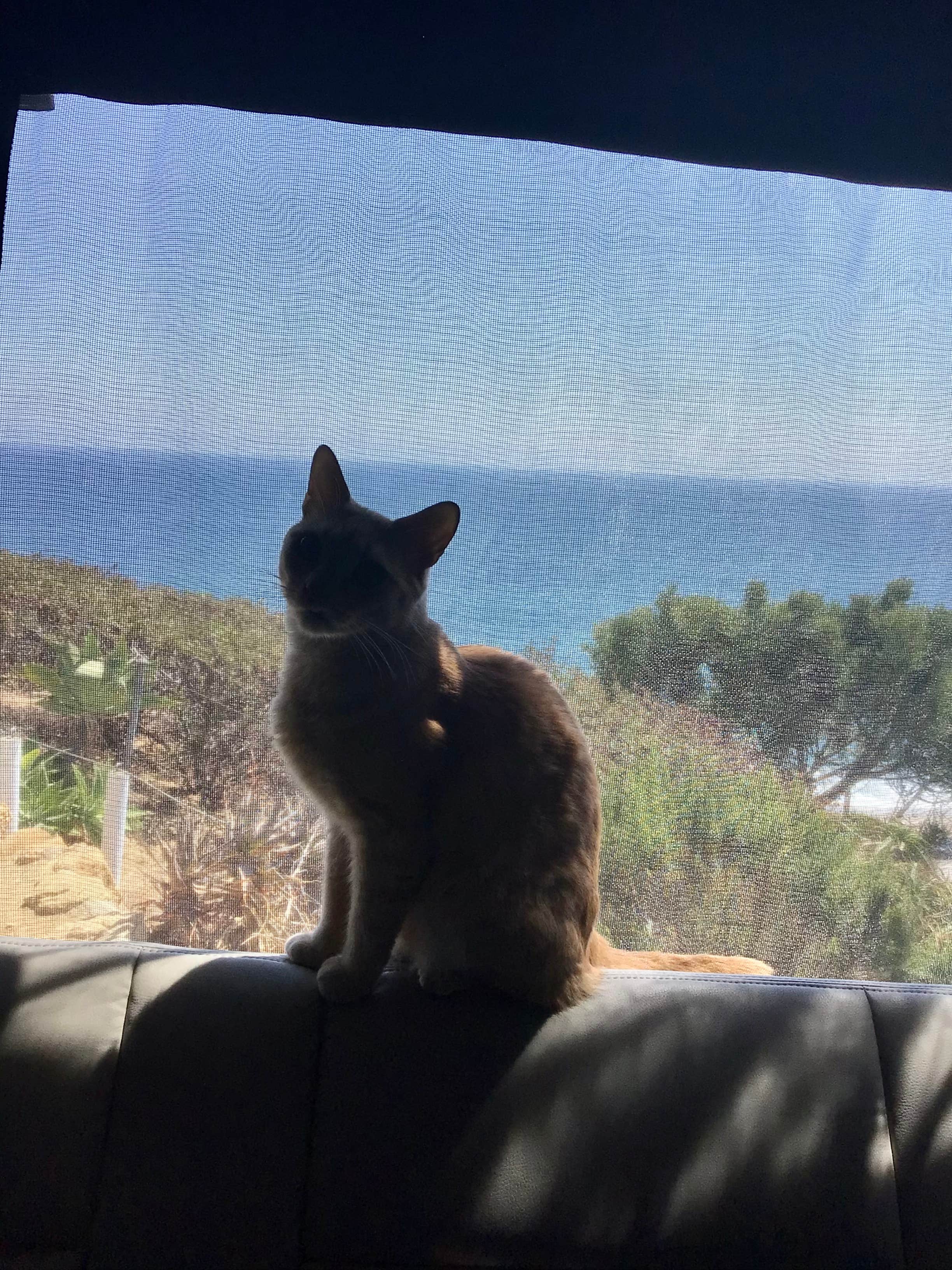 Shuree F.'s photo of camping with pets at Malibu Beach RV Park near Lake Sherwood, CA