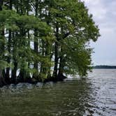 Review photo of Reelfoot Lake State Park Campgrounds by Harry C., August 14, 2021