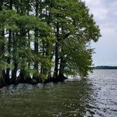 Review photo of Reelfoot Lake State Park Campground by Harry C., August 14, 2021