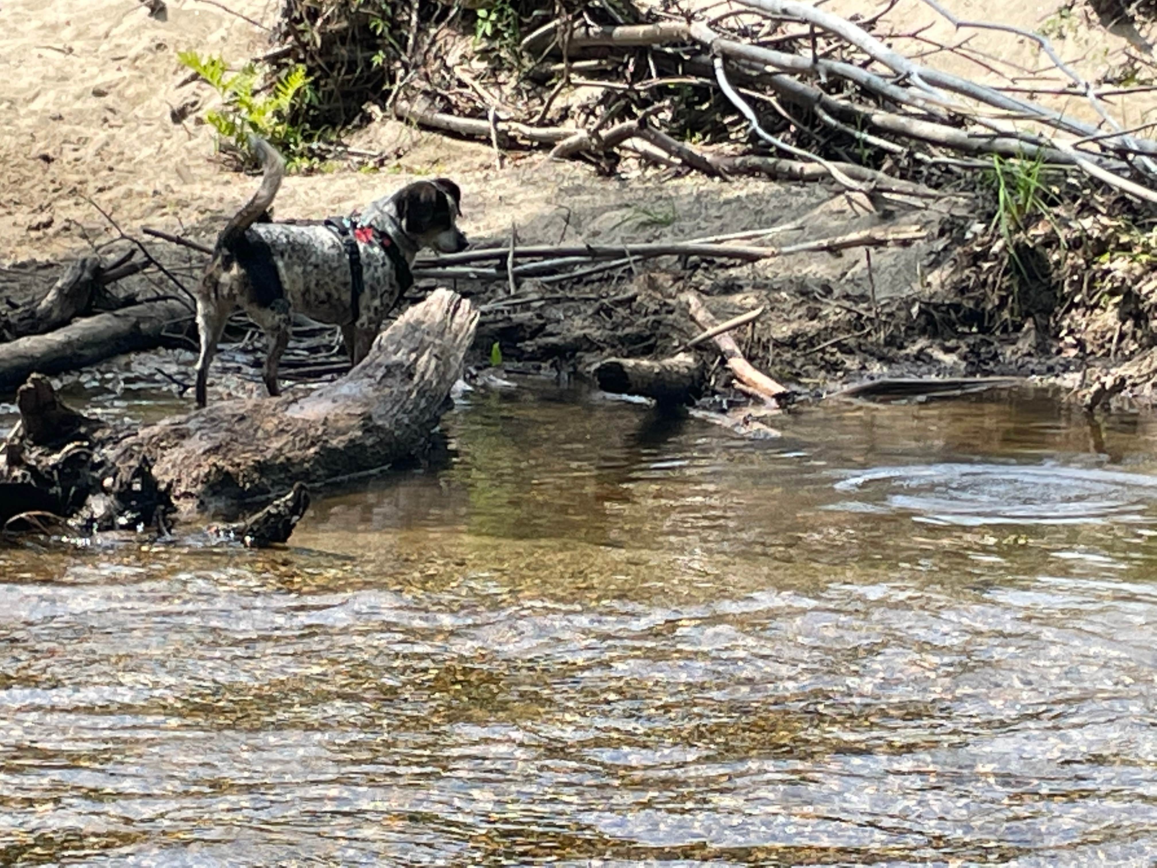 Kristy B.'s photo of camping with pets at Lone Mountain Camping near Kingfield, ME