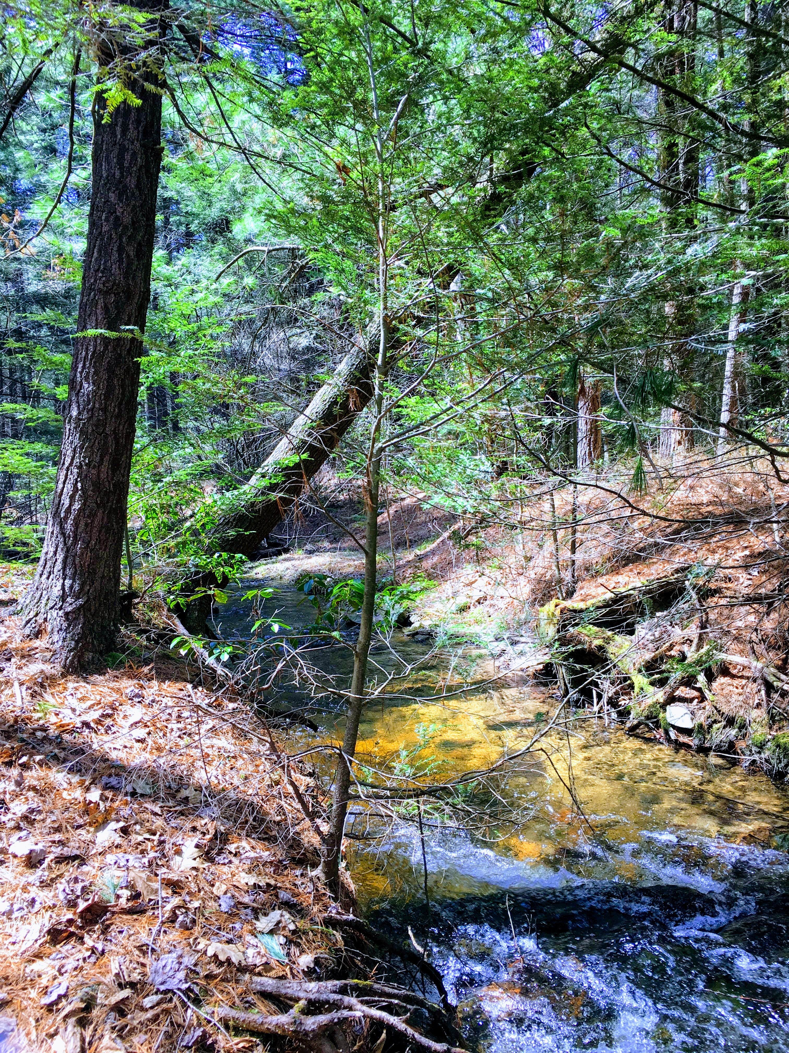 Raymond B Winter The Dyrt