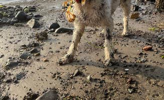 Jenn M.'s photo of camping with pets at Jetty Fishery Marina & RV Park near Cannon Beach, OR