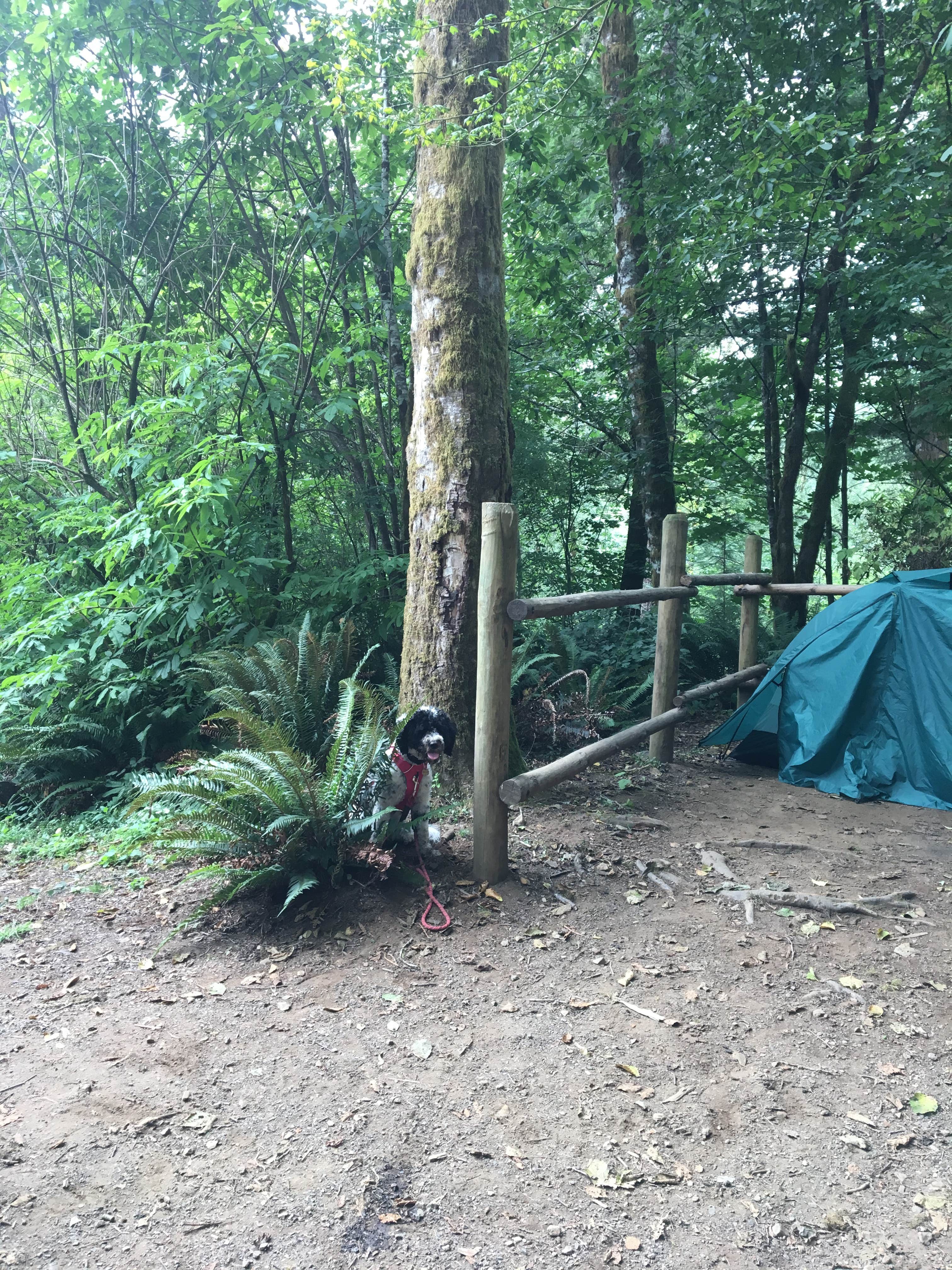 Jenn M.'s photo of tent camping at Keenig Creek Campground near Lafayette, OR