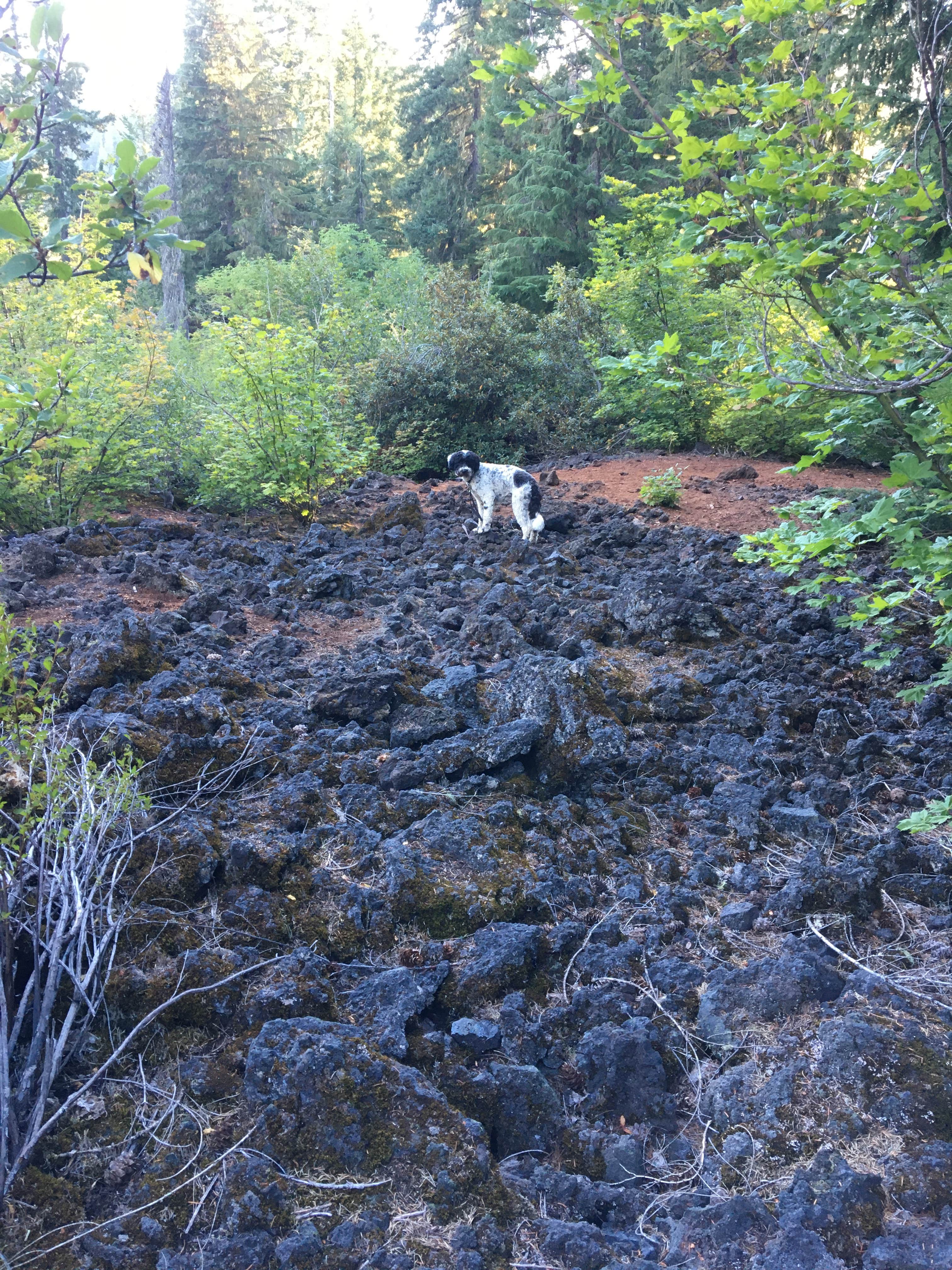 Jenn M.'s photo of camping with pets at Coldwater Cove Campground near Willamette National Forest
