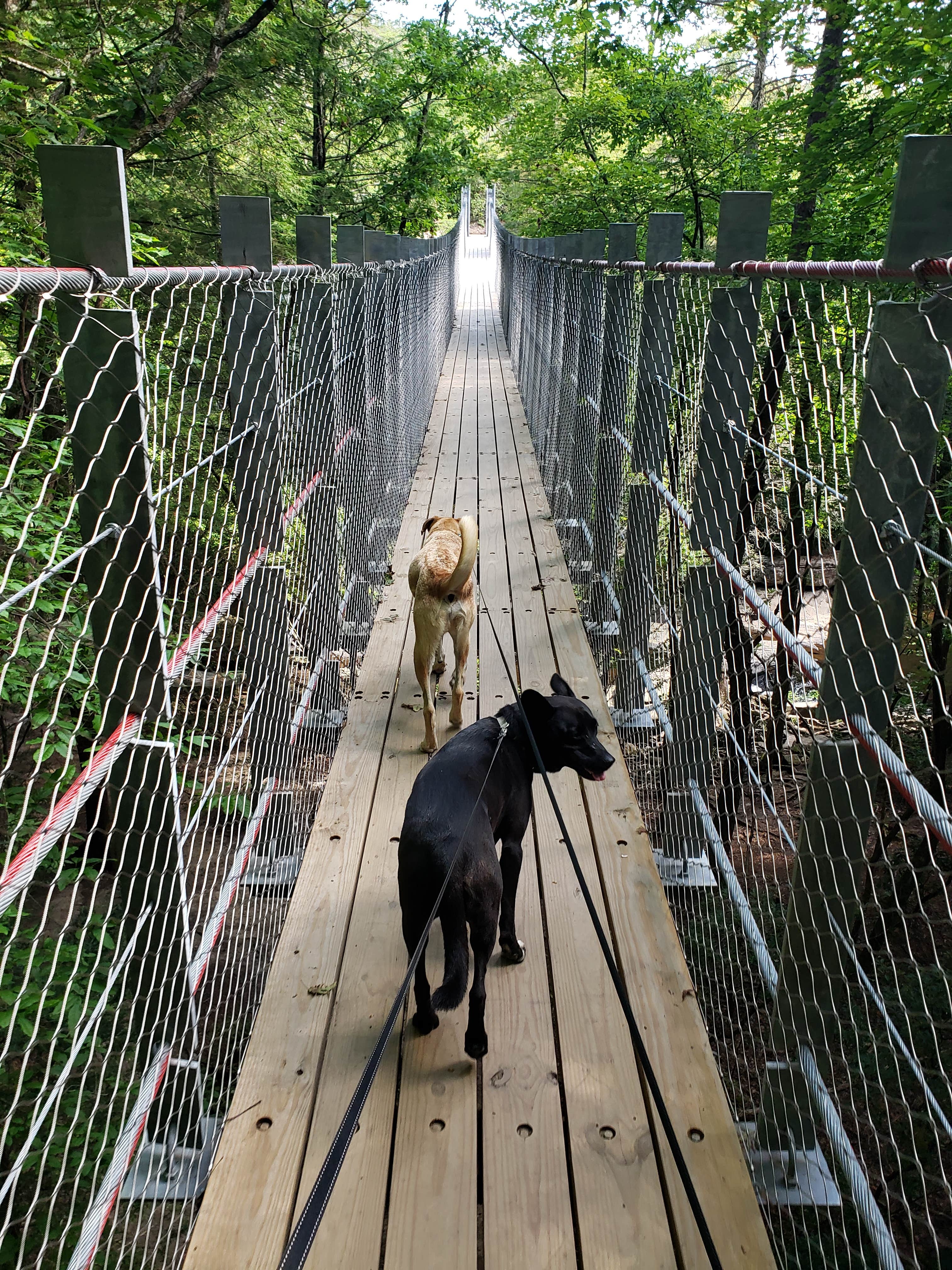 David P.'s photo of camping with pets at Fall Creek Falls State Park Campground near McMinnville, TN