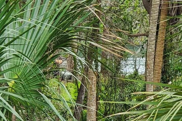 Camping near Red Door Cottage Farmhouse: Rainbow River Peek Private Van/Tent Site, Dunnellon, Florida