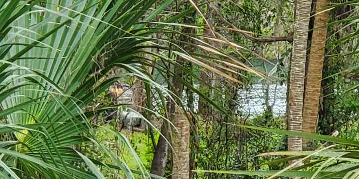 Camper submitted image from Rainbow River Peek Private Van/Tent Site