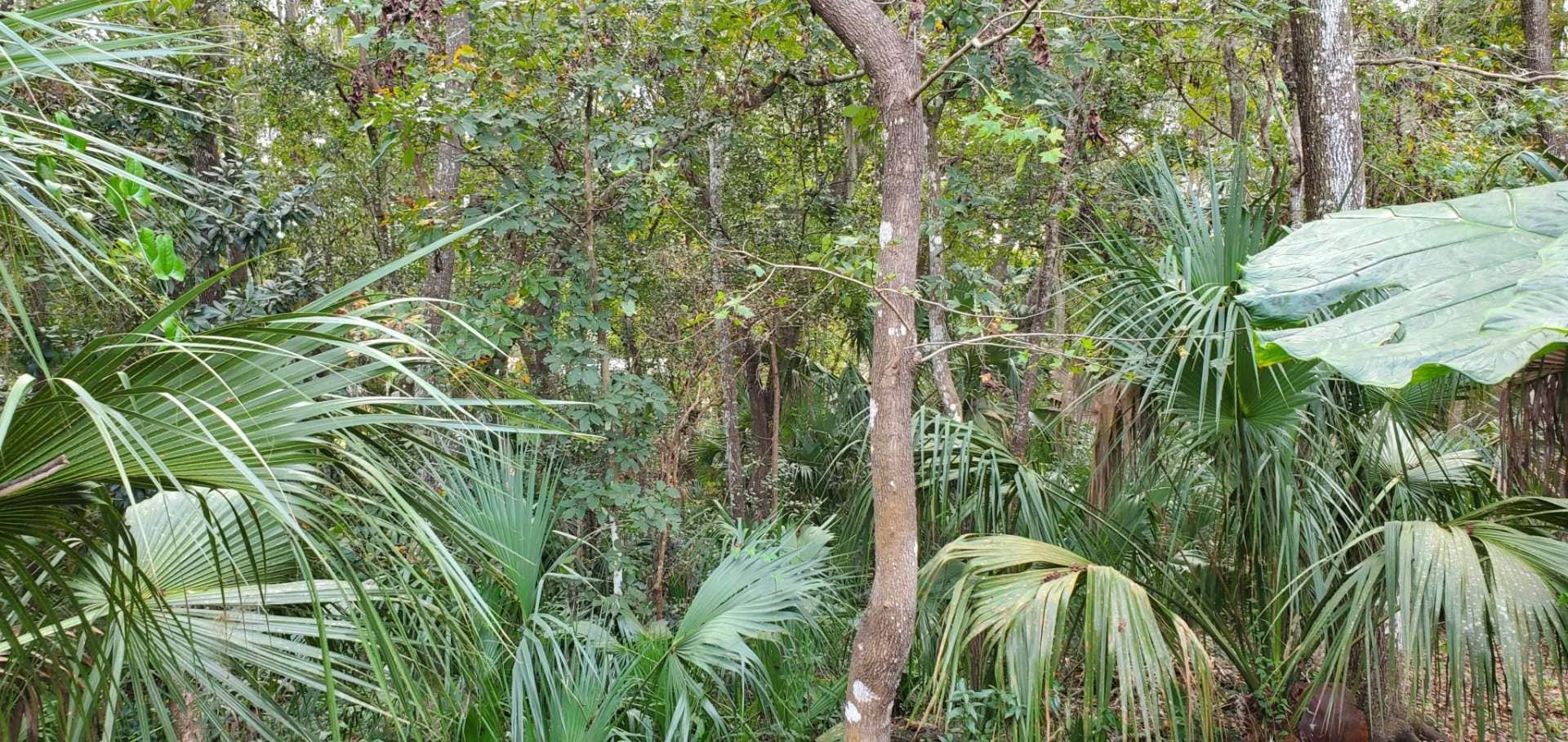 Camper-submitted photo at Rainbow River Peek Private Van/Tent Site near Dunnellon, FL